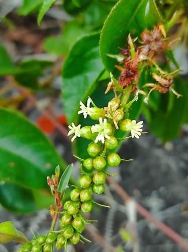 Croton muscicapa