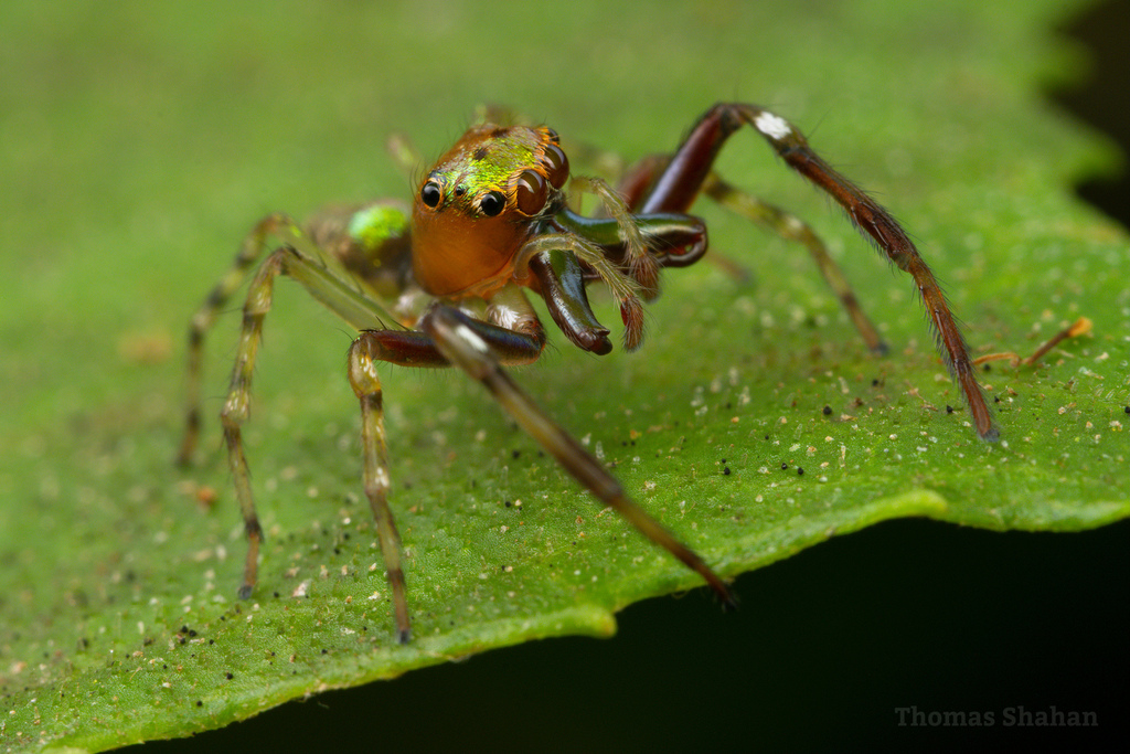 Cobanus mandibularis