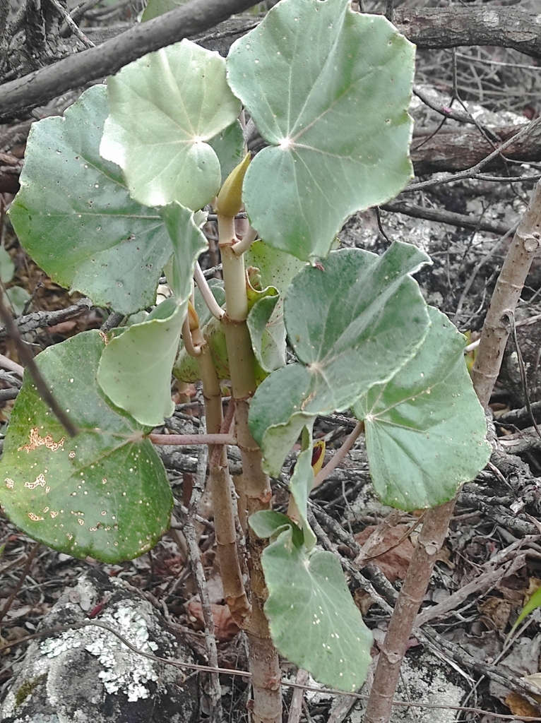Begonia grisea
