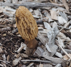 Morchella rufobrunnea