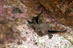 Balantiopteryx plicata