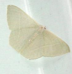 Pelagodes antiquadraria