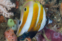 Coradion chrysozonus