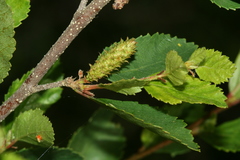 Betula humilis