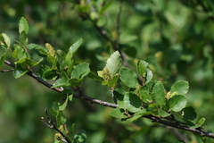 Betula humilis