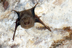 Balantiopteryx plicata