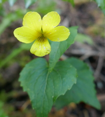 Viola lobata integrifolia