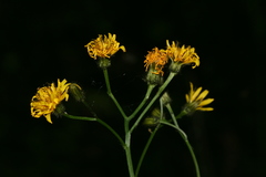 Crepis praemorsa