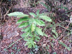 Elaeocarpus serratus