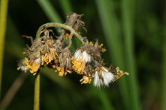 Crepis praemorsa