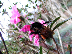 Bombus bicoloratus