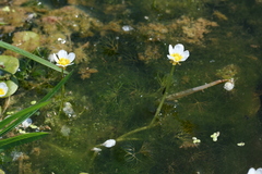 Ranunculus circinatus
