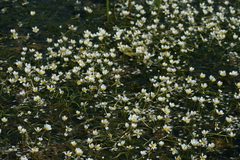 Ranunculus circinatus