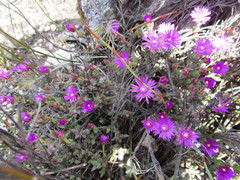 Lampranthus swartbergensis