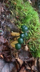 Leotia lubrica image