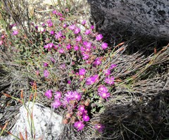 Lampranthus swartbergensis