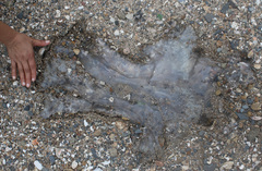 Rhizostomatidae