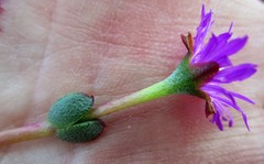 Lampranthus swartbergensis