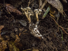 Cordyceps sinclairii