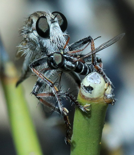 Paracosmus morrisoni