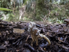 Cordyceps sinclairii
