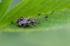 Phyllobius contemptus