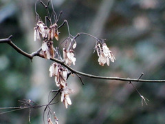 Acer serrulatum