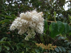 Ligustrum sinense