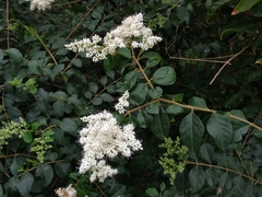Ligustrum sinense