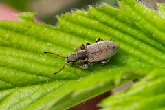 Phyllobius contemptus