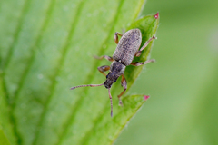 Phyllobius contemptus