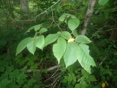 Ostrya virginiana image
