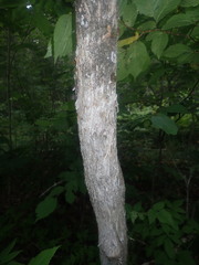 Ostrya virginiana image