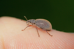 Polydrusus mollis