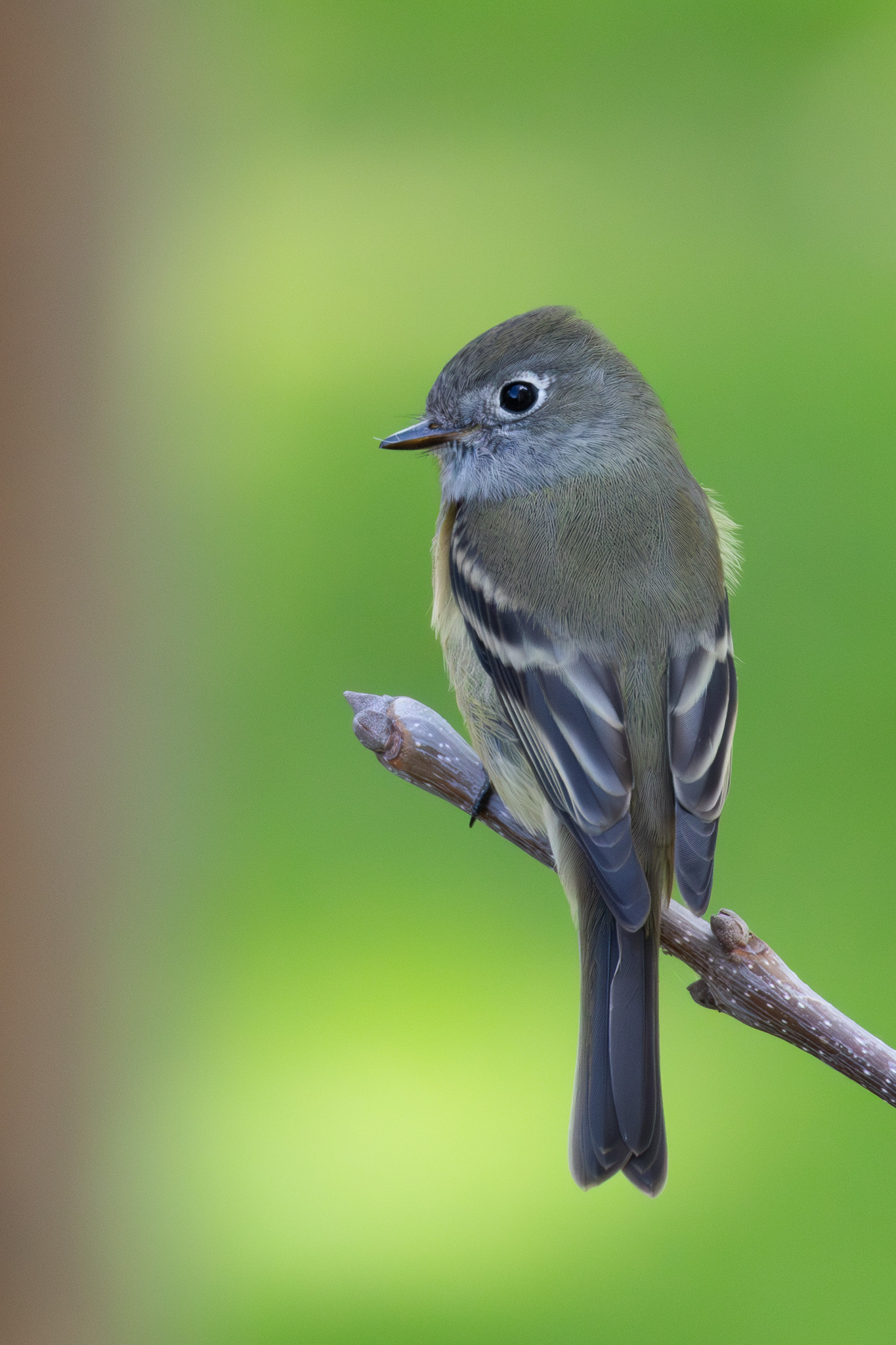 Hammond's Flycatcher (Empidonax hammondii) · iNaturalist