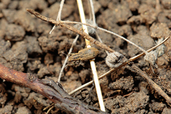 Sitona lineatus