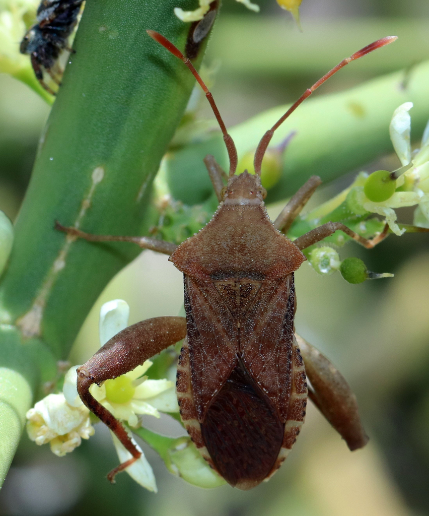 Mamurius mopsus