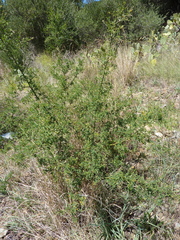 Calicotome spinosa