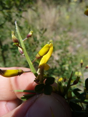 Calicotome spinosa