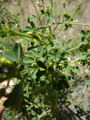 Calicotome spinosa