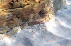Favonigobius lateralis