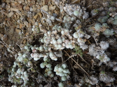 Camphorosma monspeliaca