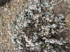 Camphorosma monspeliaca