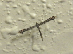 Anstenoptilia marmarodactyla