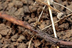 Sitona lineatus