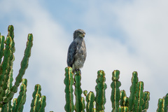 Circaetus cinerascens