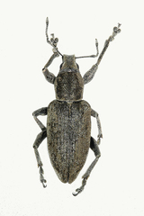 Tanymecus palliatus