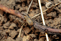 Sitona lineatus
