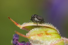 Zacladus geranii