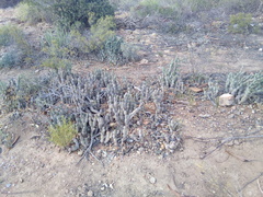 Tephrocactus articulatus